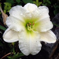 Ľaliovka – Hemerocallis ´Gentle Shepherd´ Co14
