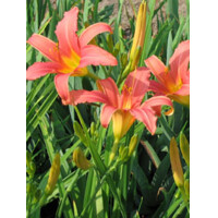 Ľaliovka – Hemerocallis ´Gentle Shepherd´ Co14