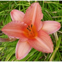 Ľaliovka – Hemerocallis ´Gentle Shepherd´ Co14