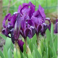 Iris germanica ´Golden Apple´ Co11 10/15