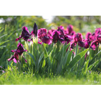 Iris germanica ´Golden Apple´ Co11 10/15