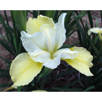 Iris sibirica - MIX farieb P11 10/15