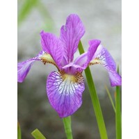 Iris sibirica - MIX farieb P11 10/15