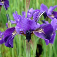 Iris sibirica - MIX farieb P11 10/15