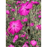 Kukučka lúčna - Lychnis flos-Cuculi ´Nana´ P9