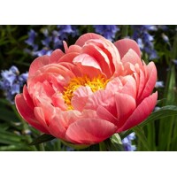 Pivonka čínska - Paeonia lactiflora ´Coral Sunset ´ P11