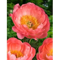 Pivonka čínska - Paeonia lactiflora ´Coral Sunset ´ P11