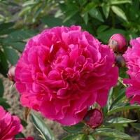 Pivonka čínska - Paeonia lactiflora 'Kansas'  P14