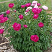 Pivonka čínska - Paeonia lactiflora 'Kansas'  P14