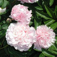 Pivonka čínska - Paeonia lactiflora 'Kansas'  P14