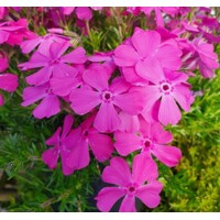 Flox šidlolistý - Phlox subulata 'McDaniel's Cushion' K9