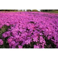 Flox šidlolistý - Phlox subulata 'McDaniel's Cushion' K9