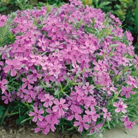 Flox šidlolistý - Phlox subulata 'Ronsdorfer Schöne´ K9