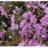 Flox šidlolistý - Phlox subulata 'Ronsdorfer Schöne´ K9