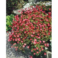 Saxifraga x arendsii 'Rockies F1 White'