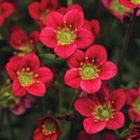 Saxifraga x arendsii 'Rockies F1 White'