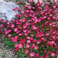Saxifraga x arendsii 'Rockies F1 White'