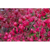 Euonymus japonicus ‘Elegantissimus Aureus’  Co10L  60/70