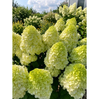 Hortenzia metlinatá - Hydrangea Paniculata ´Limelight´ - 30+cm