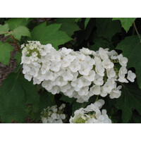 Hortenzia dubolistá -  Hydrangea quercifolia ´Alice´ Co2L