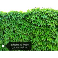 Pavinič ´Veitchii´ | Boston Ivy | Popínavá rastlina | Zelená stena