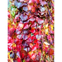 Pavinič ´Veitchii´ | Boston Ivy | Popínavá rastlina | Zelená stena