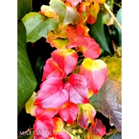 Pavinič ´Veitchii´ | Boston Ivy | Popínavá rastlina | Zelená stena