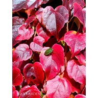 Pavinič ´Veitchii´ | Boston Ivy | Popínavá rastlina | Zelená stena