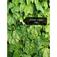 Pavinič trojlaločný - Parthenocissus tricuspidata ´Veitchii´ Co2L