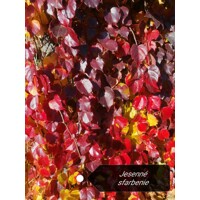 Pavinič trojlaločný - Parthenocissus tricuspidata ´Veitchii´ Co2L