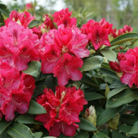 Rododendrón - Rhododendron ´Cosmopolitan' Co10L 40/50