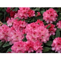 Rododendrón - Rhododendron Yakushimanum 'Percy Wiseman'  Veľkosť: 30-40, K4