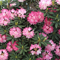 Rododendrón - Rhododendron Yakushimanum 'Kalinka'  30/40