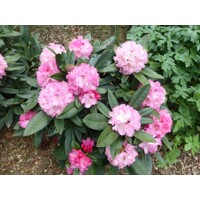 Rododendrón - Rhododendron Yakushimanum 'Arabella'  Veľkosť: 30-40, Co26