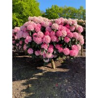 Rododendrón - Rhododendron Yakushimanum 'Arabella'  Veľkosť: 30-40, Co26