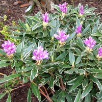 Rododendrón - Rhododendron Yakushimanum 'Arabella'  Veľkosť: 30-40, Co26