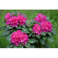 Rododendrón - Rhododendron Yakushimanum 'Arabella'  Veľkosť: 30-40, Co26