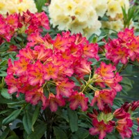 Rododendrón - Rhododendron Yakushimanum 'Arabella'  Veľkosť: 30-40, Co26