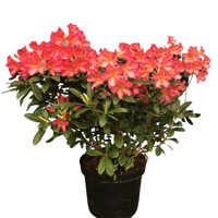 Rododendrón - Rhododendron Yakushimanum 'Arabella'  Veľkosť: 30-40, Co26