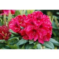 Rododendrón - Rhododendron Yakushimanum 'Arabella'  Veľkosť: 30-40, Co26