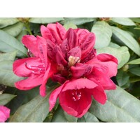 Rododendrón - Rhododendron Yakushimanum 'Arabella'  Veľkosť: 30-40, Co26