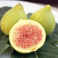 Figovník - Ficus carica ´Brogiotto Bianco´ 20/30 Co2L
