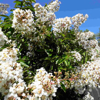 Myrta krepová - Lagerstroemia indica ´White´ 30/40cm, Co3L