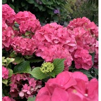 Hortenzia kalinolistá - Hydrangea macrophylla ´Masja´ Co3L 25/30