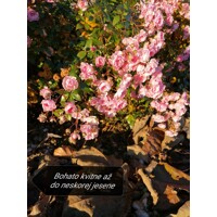 Ruža pôdopokryvná ´The Fairy´ - ružová, Co1L