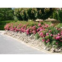 Ruža pôdopokryvná ´The Fairy´ - ružová, Co1L