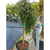 Skalník dammerov - Cotoneaster dammeri  V9 20/25