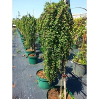Skalník dammerov - Cotoneaster dammeri  V9 20/25