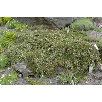 Skalník dammerov - Cotoneaster dammeri ´Frieders Evergreen´  P17 25/30