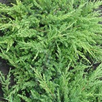 Borievka pobežná - Juniperus conferta 'Schlager'